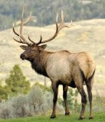 Big Game Destination Hunters list