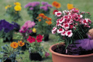 Glenda’s Gardeners list
