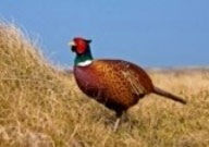 Great American Pheasant Hunters list