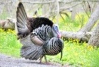 Great American Turkey Hunters list