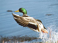 Wing and Pond Gun Hunters list